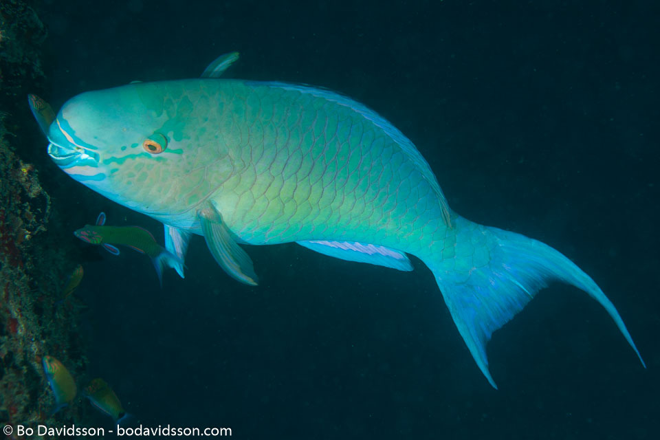 BD-130711-Maldives-0263-Scarus-rubroviolaceus.-Bleeker.-1847-[Ember-parrotfish].jpg